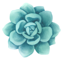 illustrazione dell'acquerello della pianta succulenta png