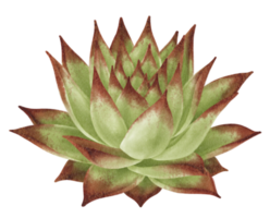 illustrazione dell'acquerello della pianta succulenta png