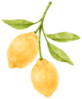 watercolor branch of lemon fruits png