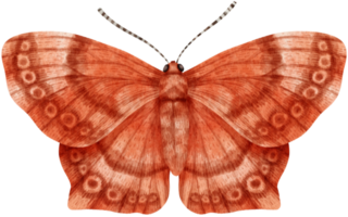 mariposa acuarela pintada png