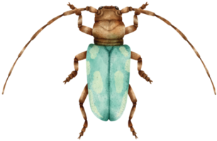 bug pintado em aquarela png