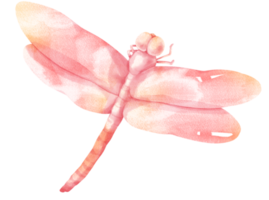 Libelle-Aquarell-Illustration png