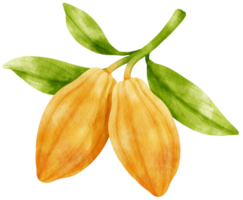 watercolor branch of cacao png