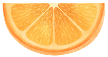 en skiva orange frukt akvarell illustration png