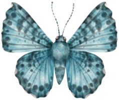 vlinder aquarel geschilderd png