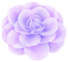 hermosa flor acuarela ilustración png