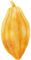 illustrazione dell'acquerello della frutta del cacao png