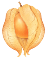 Cape gooseberry Watercolor illustration png