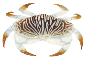 krabba akvarell handmålad png