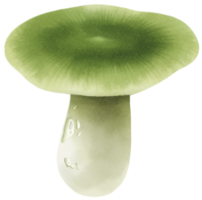 green-cracking russula watercolor illustration png
