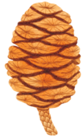 Pine cone watercolor png