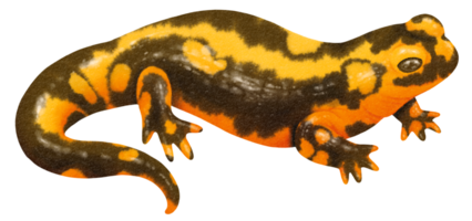 salamander watercolor illustration png