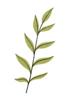 ilustración de hoja verde tropical en acuarela png