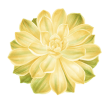 illustrazione dell'acquerello della pianta succulenta gialla
