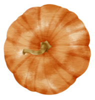 squash pumpkin watercolor style for Thanksgiving Decorative png