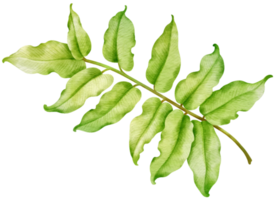 estilo de acuarela de hoja de helecho tropical para elemento decorativo png