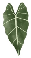 Tropical Green Leaf illustration in Watercolor png