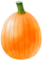 pumpkins vegetable watercolor illustration png