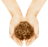 watercolor hand holding cacao beans png