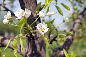 blossoming trees - the white flowers which have appeared on a fruit tree photo