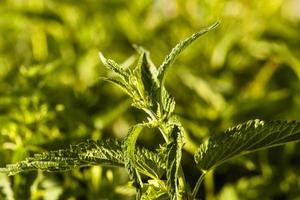 nettle - the green nettle photographed by a close up. small depth of sharpness photo