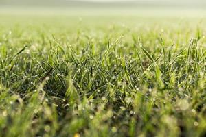 young grass plants, close-up photo