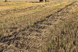 hierba en el campo foto