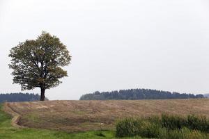 naturaleza en temporada de otoño foto