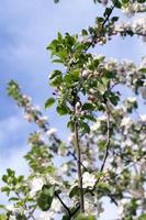 White apple flowers in May photo