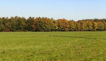 Field in autumn photo