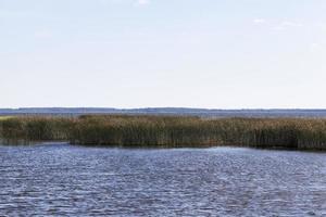 reeds overcast, plants photo