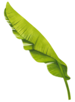 Banana leaf watercolor png