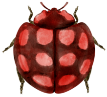 Ladybug watercolor painted png