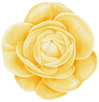 flor acuarela pintada a mano png