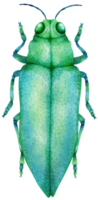Käfer Aquarell gemalt png