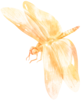 libélula acuarela ilustración png