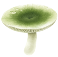 illustration aquarelle de russula à fissuration verte png