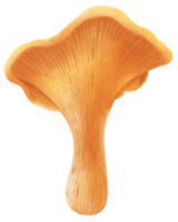 ilustração em aquarela de cogumelo chanterelles png