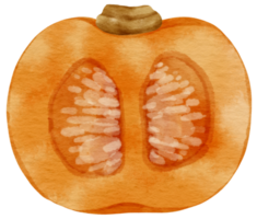 squash pumpkin watercolor style for Thanksgiving Decorative png