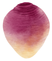 illustrazione dell'acquerello vegetale di rutabaga png