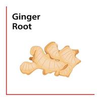 Ginger Root vector illustration