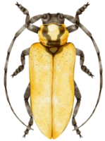 Bug watercolor painted png