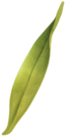 illustration aquarelle de feuilles de baies png