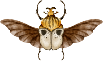 escarabajo insecto acuarela pintada png