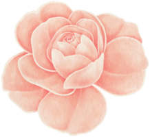 Blumenaquarell handgemalt png