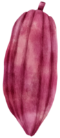 frutto di cacao ad acquerello png