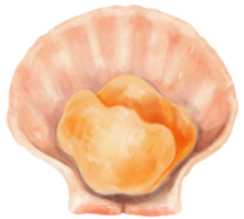 shell zeevruchten aquarel illustratie png