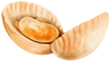 ilustração em aquarela de frutos do mar de concha png
