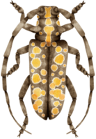 bug aquarel geschilderd png