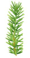 Pine branch watercolor illustration png